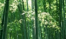 中國林學會竹子分會調(diào)研宜賓竹文化