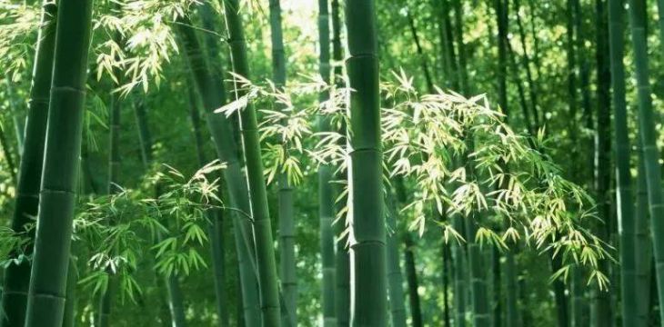 中國林學(xué)會竹子分會調(diào)研宜賓竹文化