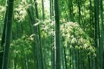 中國林學會竹子分會調(diào)研宜賓竹文化