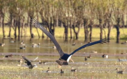 罕見(jiàn)！17只“鳥中大熊貓”打卡三門峽黃河濕地