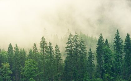 七月全國林業(yè)采購經(jīng)理指數(shù)發(fā)布 暑期影響如期而至