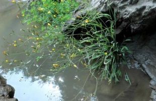 云南永德大雪山發(fā)現(xiàn)菊科植物新物種——怒江小苦荬