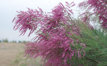 新疆吐魯番沙漠植物園現存活體荒漠植物近600種