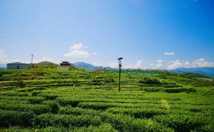 四川萬源推進茶農(nóng)旅融合發(fā)展：茶區(qū)變景區(qū)，茶山變金山