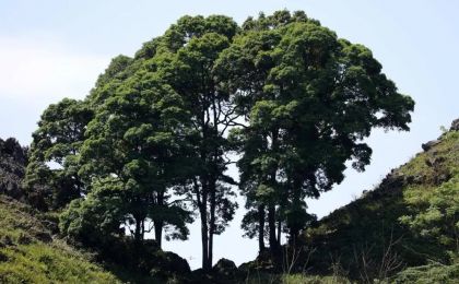 廣西發(fā)現一樟科植物新物種——靖西楠