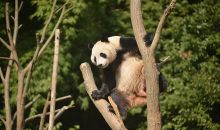 芬蘭動物園計劃提前歸還旅芬大熊貓，動物園園長：這是一個艱難的決定