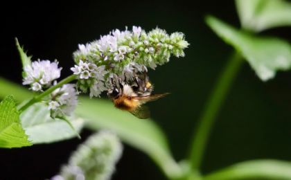 花粉季更難熬了？專家：或與全球變暖有關(guān)