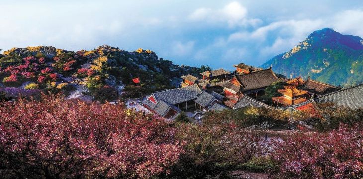 從古樹名木到生物多樣性——泰山景區(qū)如此呵護(hù)自然饋贈 