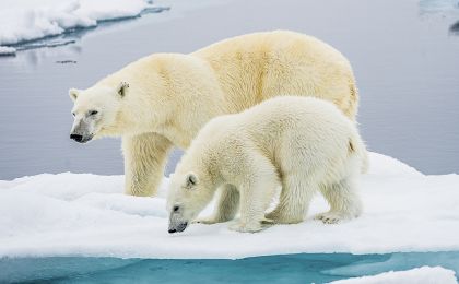 被病毒、細菌和寄生蟲感染風(fēng)險增高，北極熊又面臨新生存威脅