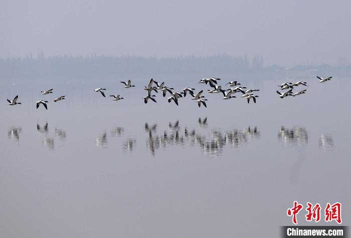 洞庭湖區(qū)大通湖內(nèi)，越冬候鳥掠過水面?！⌒熹?攝