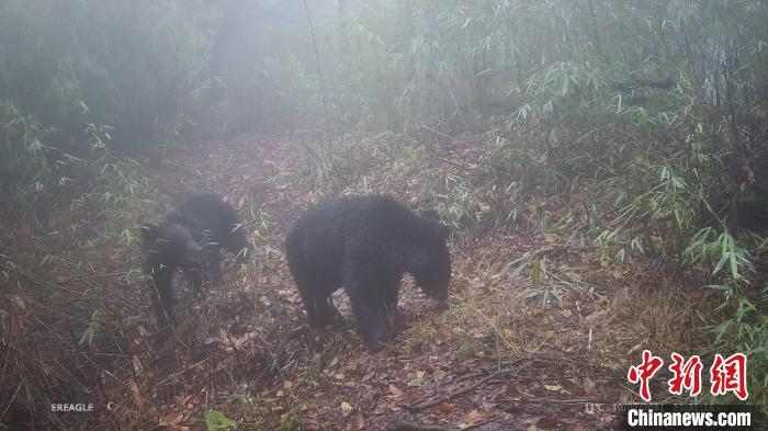 兩只黑熊在鏡頭前嬉戲打鬧。 大熊貓國家公園大邑管護總站供圖