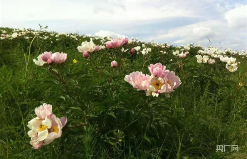 往年野芍藥盛開時的景象（央廣網(wǎng)發(fā) 當?shù)啬撩裉峁? style=