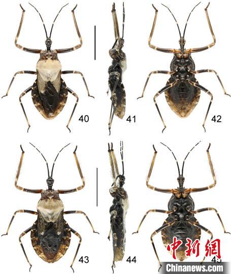 武夷山國家公園發(fā)現(xiàn)動(dòng)物新種——中華粘獵蝽