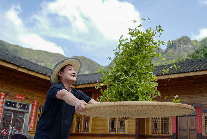 2023年4月19日，重慶市南川區(qū)德隆鎮(zhèn)茶樹村一個居民點，制茶工藝傳承人在幫助村民翻曬新鮮茶葉。