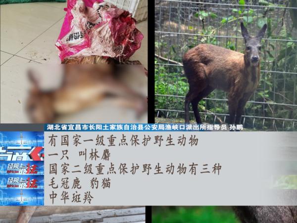 國家重點保護野生動物慘遭殺害，18人被起訴