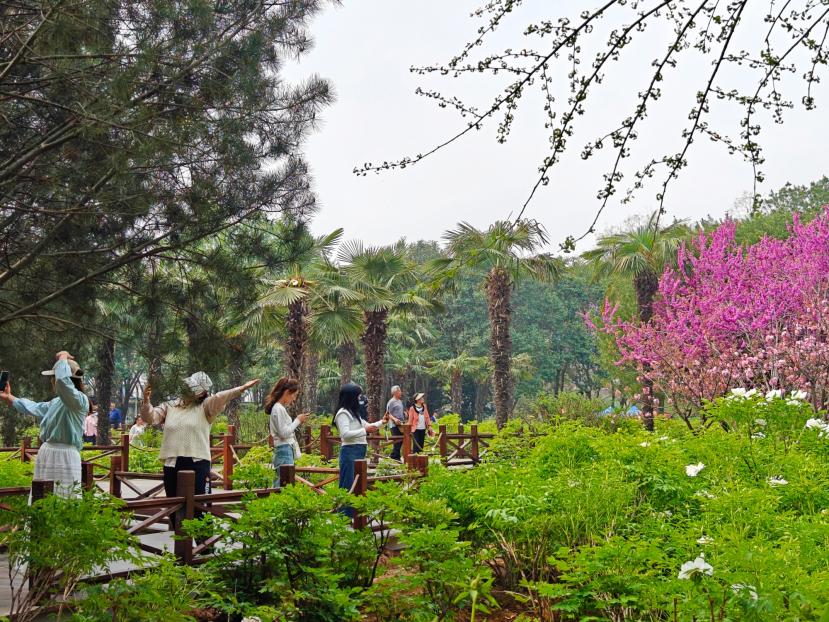 在河南省洛陽市中國國花園，游客漫步花海、自拍留念。人民網(wǎng) 王雅蝶攝